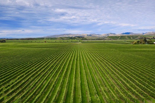 Brancott Estate vineyards 