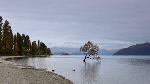 Lake Wanaka Tree