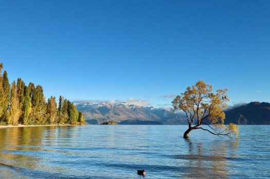 Lake Wanaka Tree