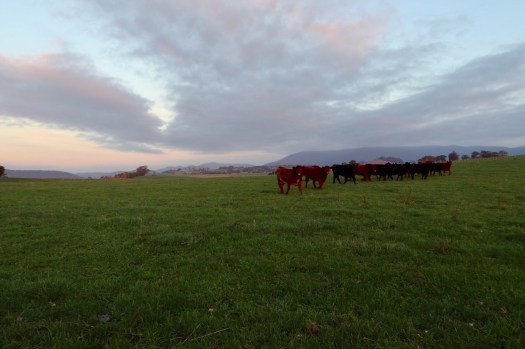 Sonnenuntergang nahe Scottsdale